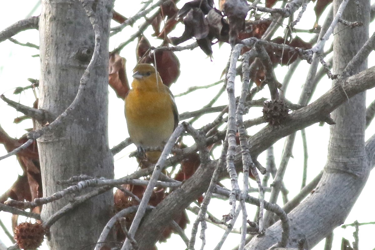 Bullock's/Baltimore Oriole - ML613059044