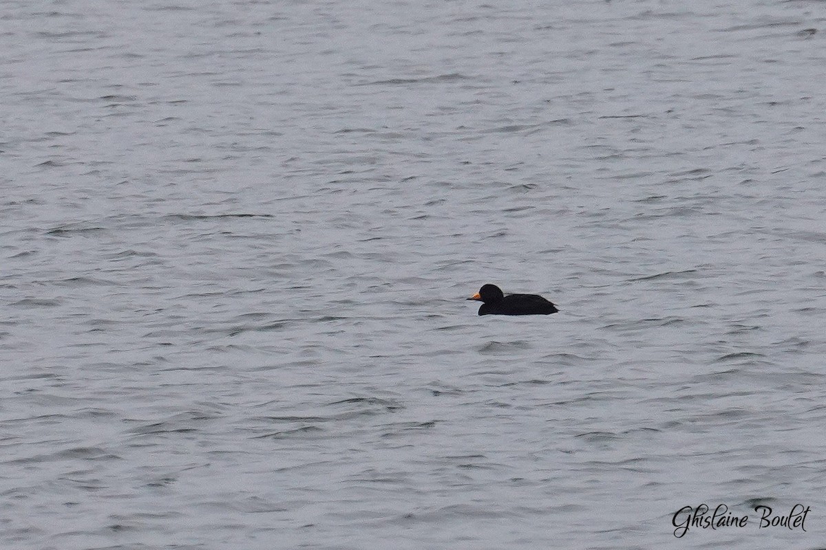 Black Scoter - ML613059097