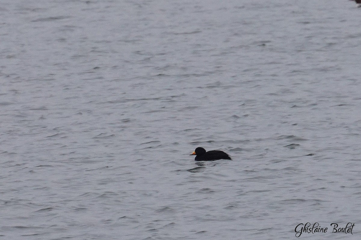 Black Scoter - ML613059098