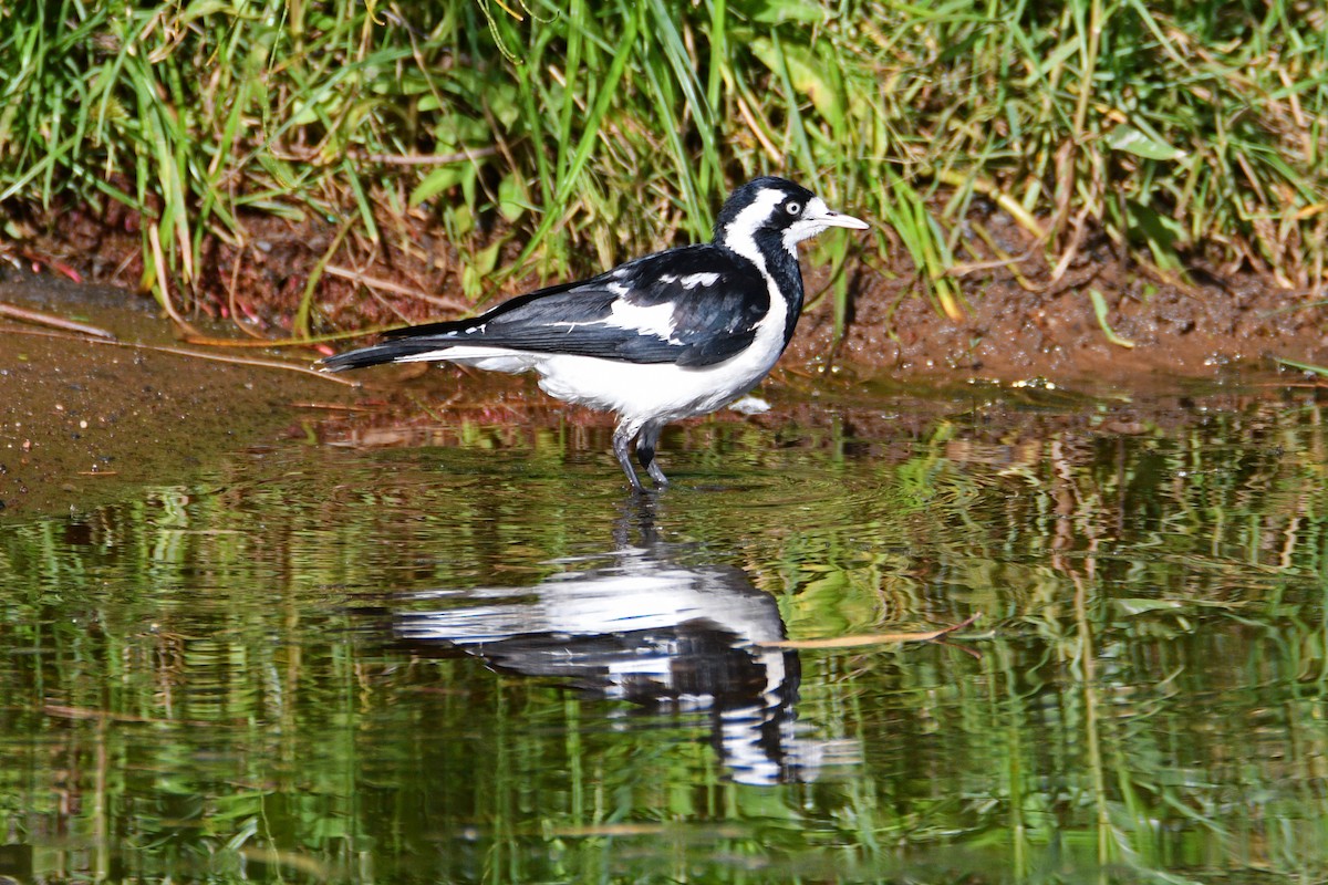 Magpie-lark - Peter & Shelly Watts