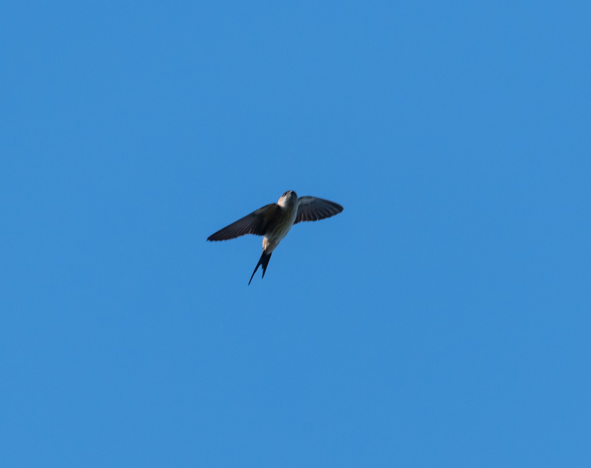 Red-rumped Swallow - ML613059183