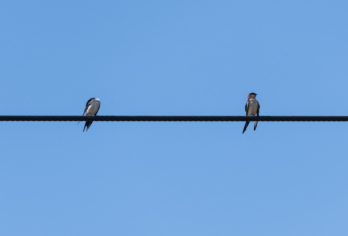 Red-rumped Swallow - ML613059185