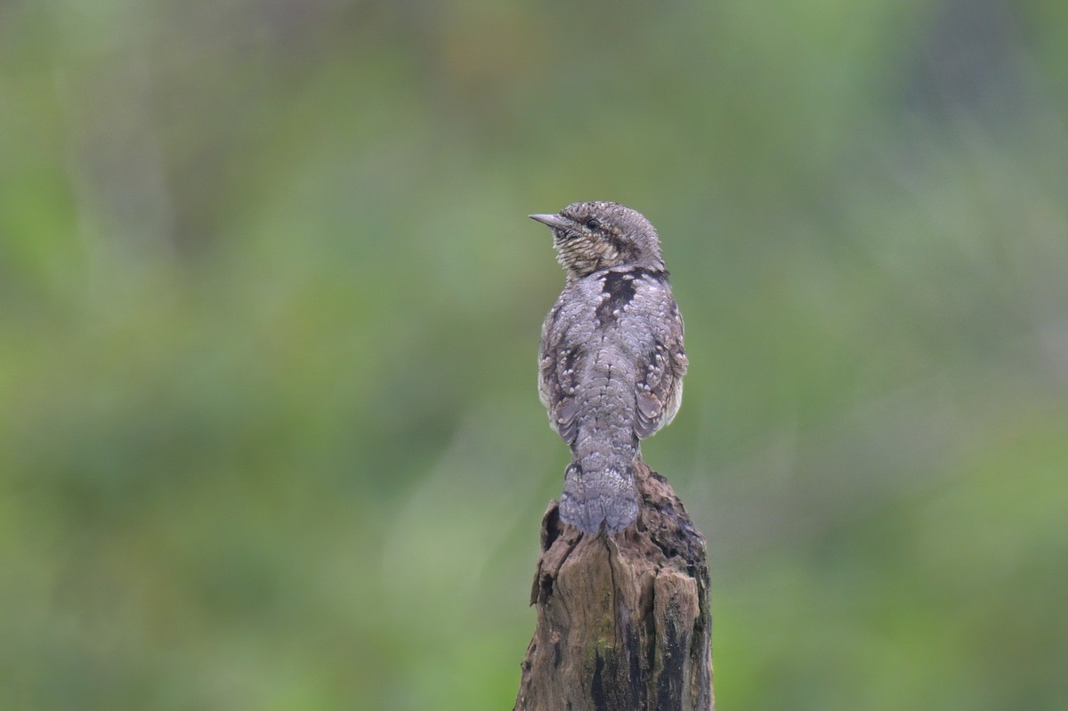Eurasian Wryneck - ML613059188