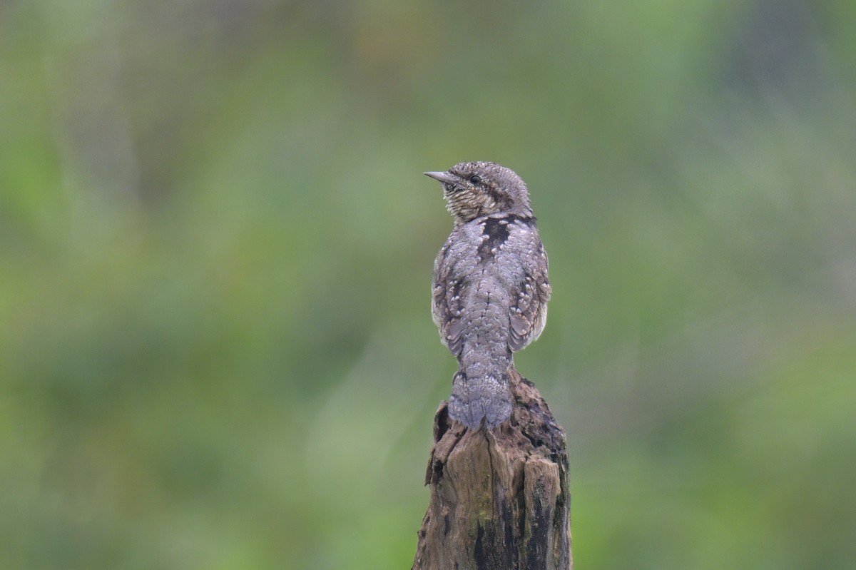 Eurasian Wryneck - Vincent Yeow-Ming NG