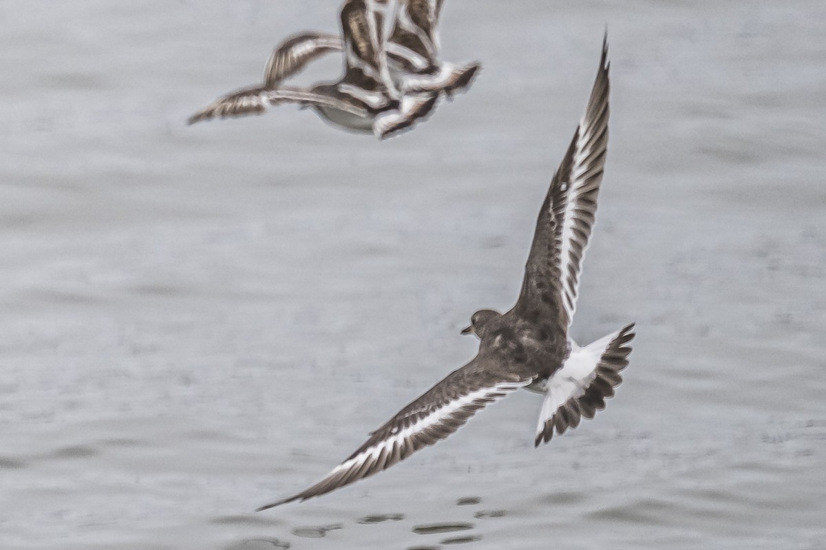 Surfbird - Amed Hernández