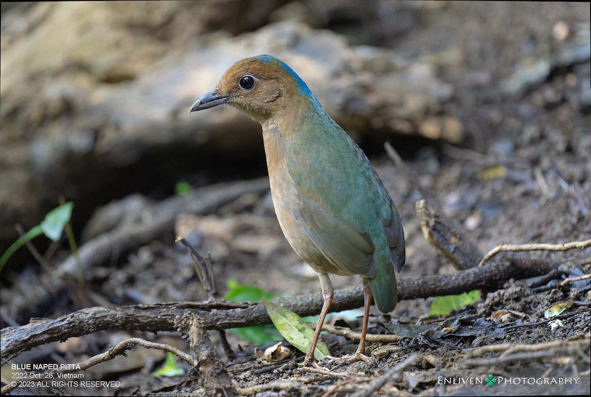 Blue-naped Pitta - ML613059228