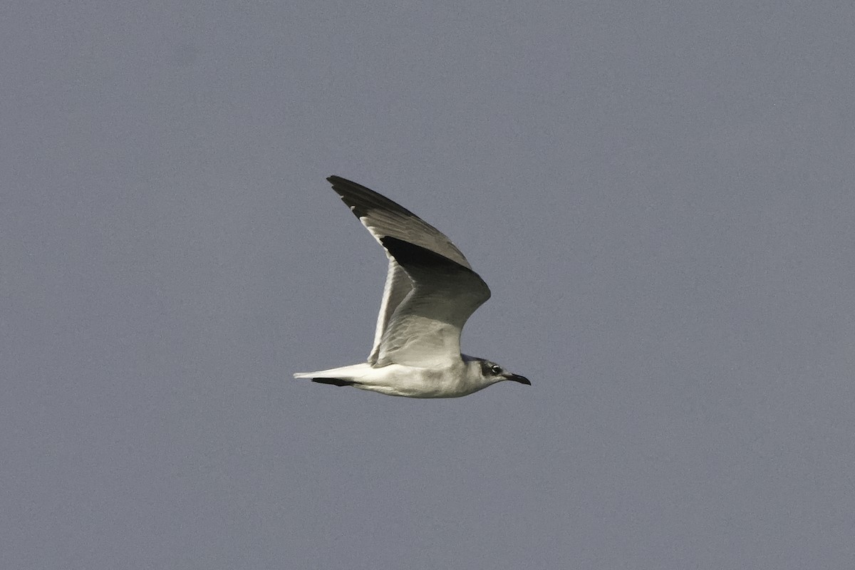 Laughing Gull - ML613059235