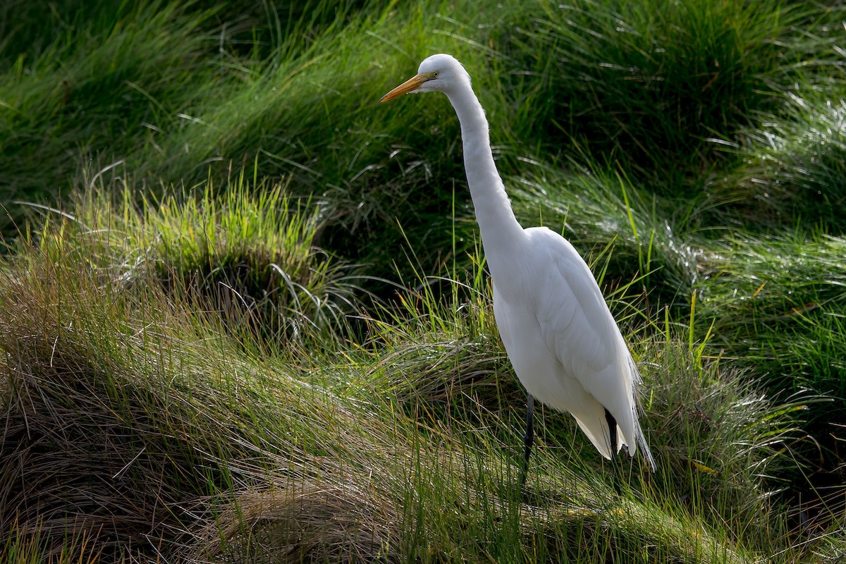 Great Egret - ML613059267