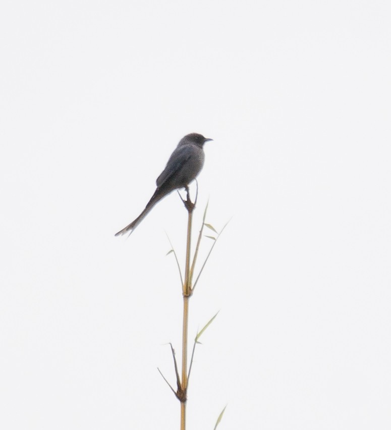 askedrongo - ML613059273