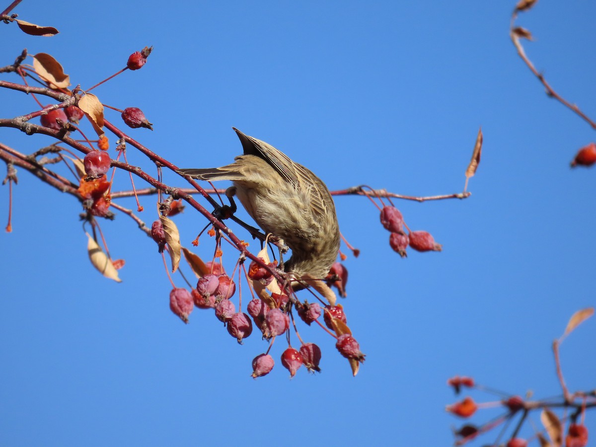 House Finch - ML613059279
