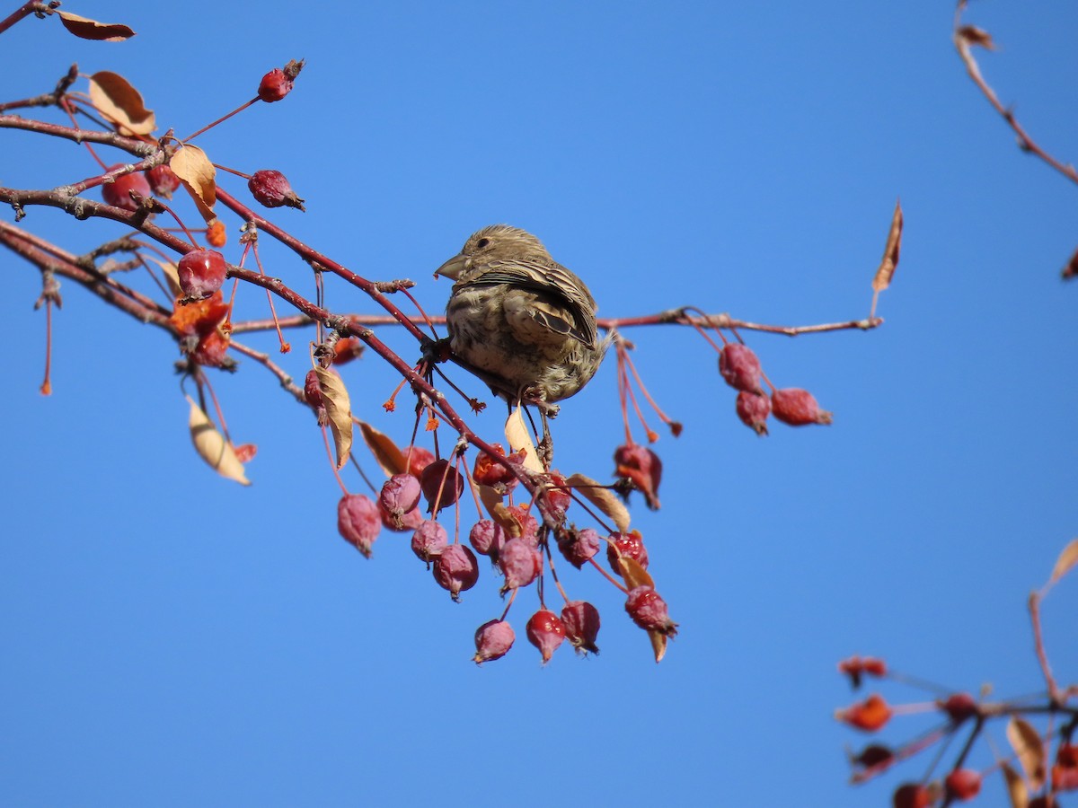 House Finch - ML613059280