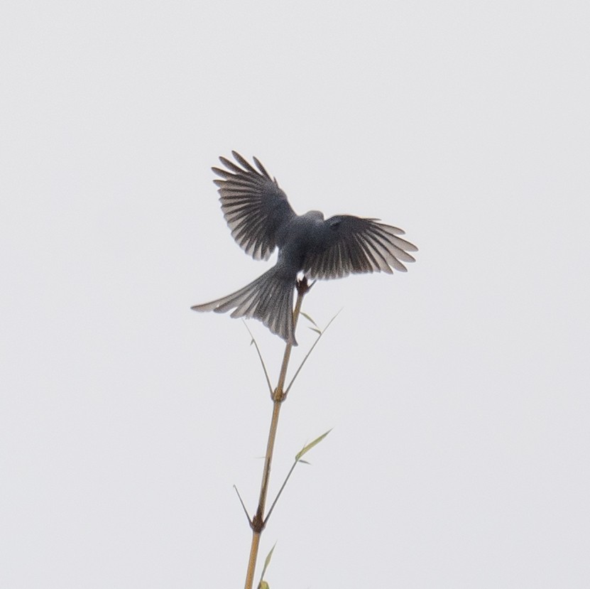 Kül Rengi Drongo - ML613059288