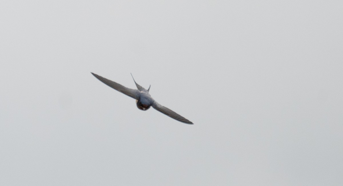 Barn Swallow - ML613059308