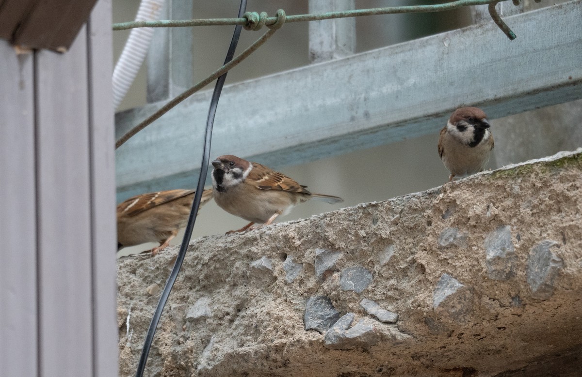 Eurasian Tree Sparrow - ML613059329