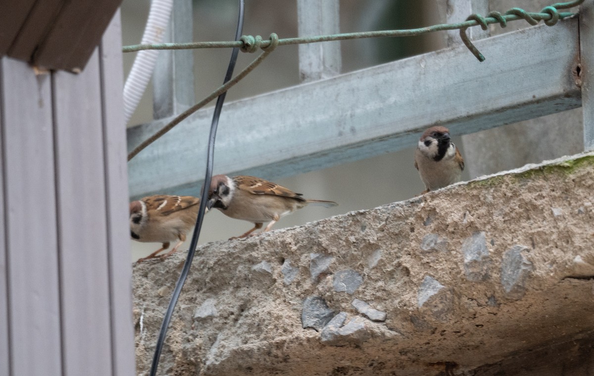 Eurasian Tree Sparrow - ML613059330