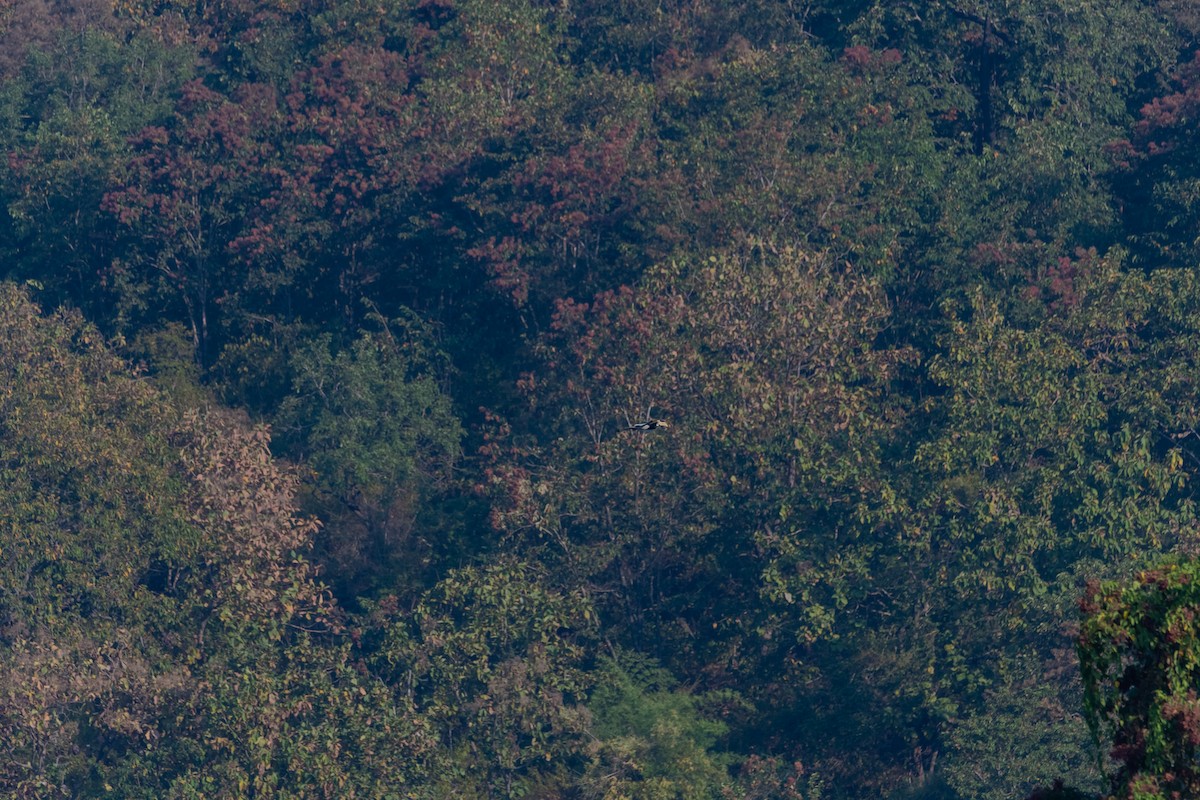 Птах-носоріг індійський - ML613059361