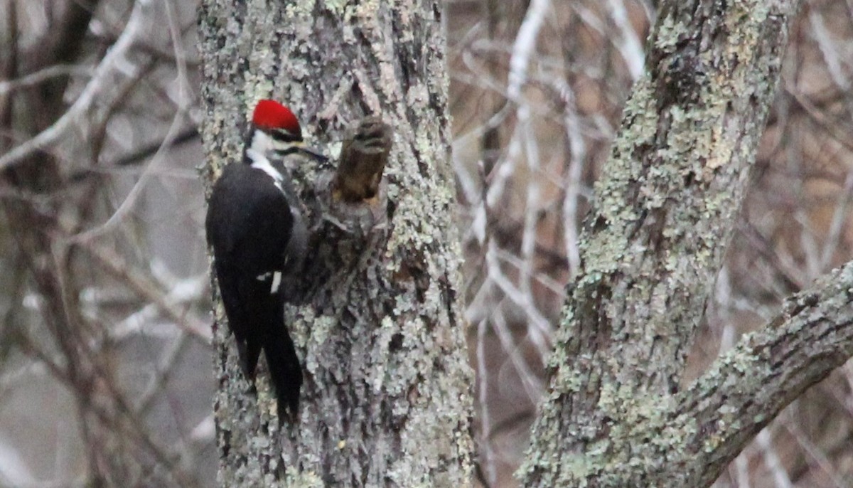 Pileated Woodpecker - ML613059378