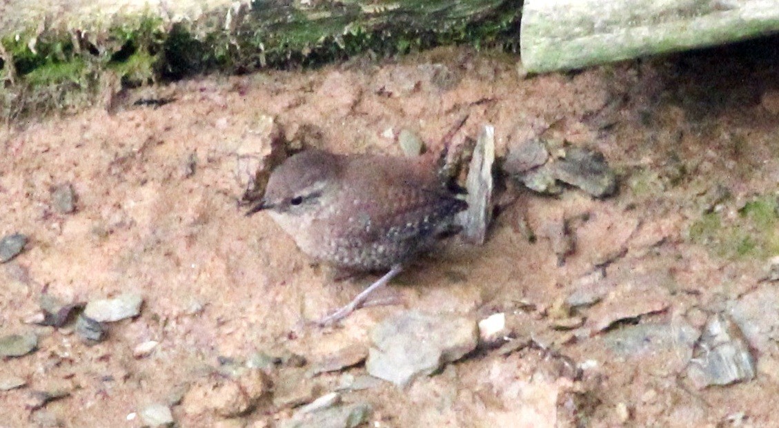 Winter Wren - ML613059388