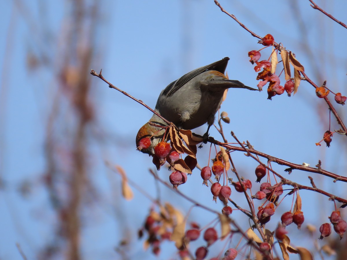 Pine Grosbeak - ML613059469