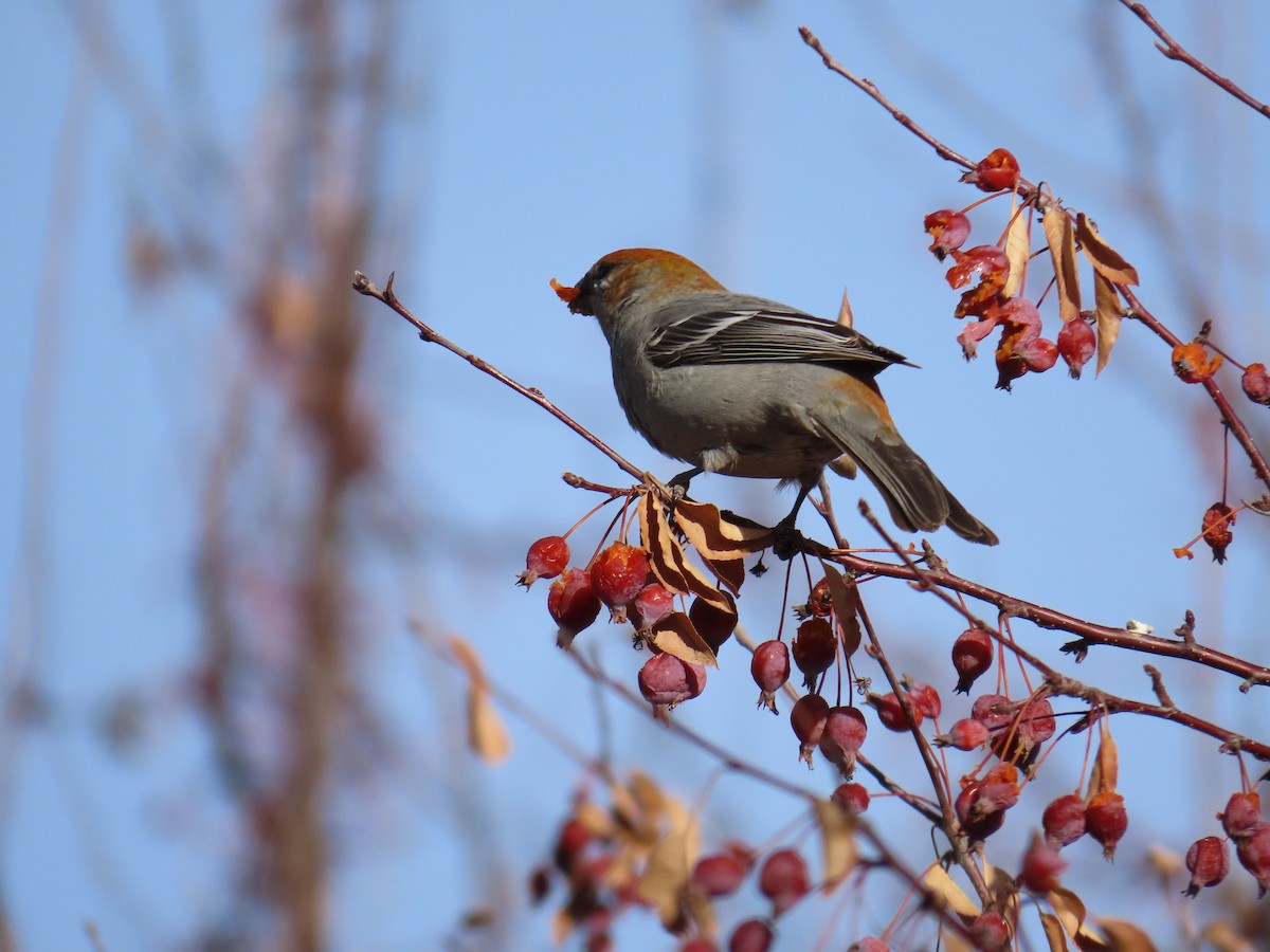 Pine Grosbeak - ML613059470
