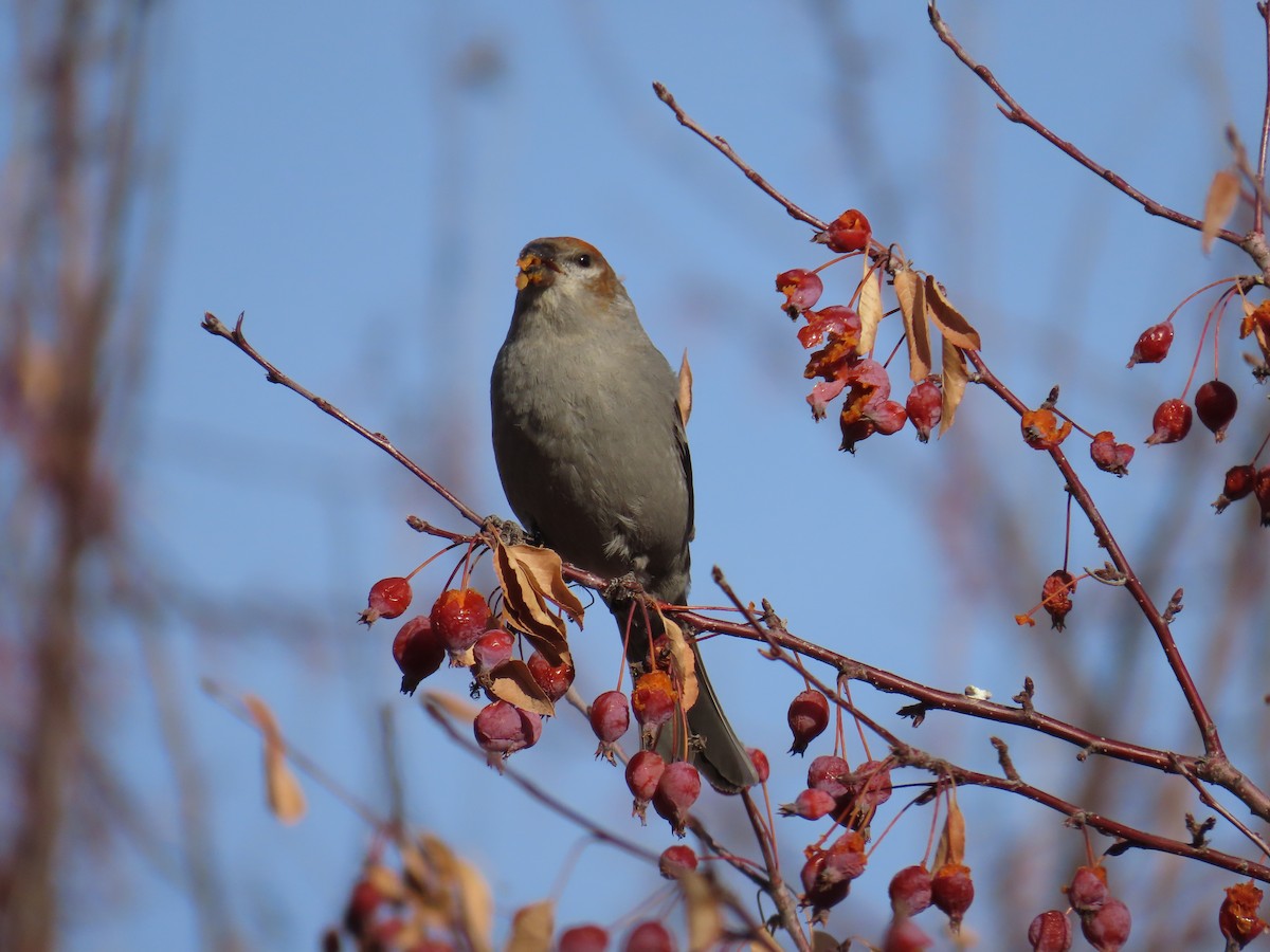 Pine Grosbeak - ML613059471