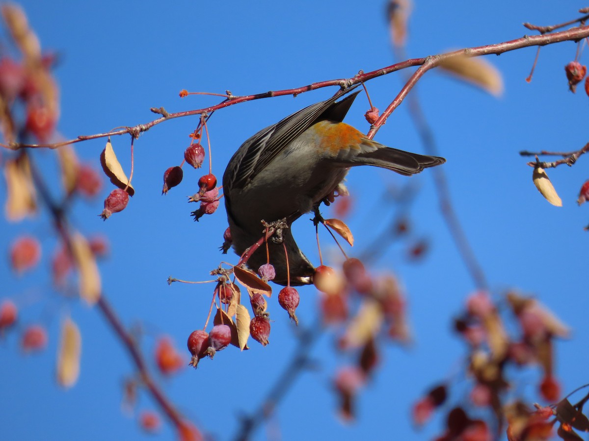 Pine Grosbeak - ML613059472