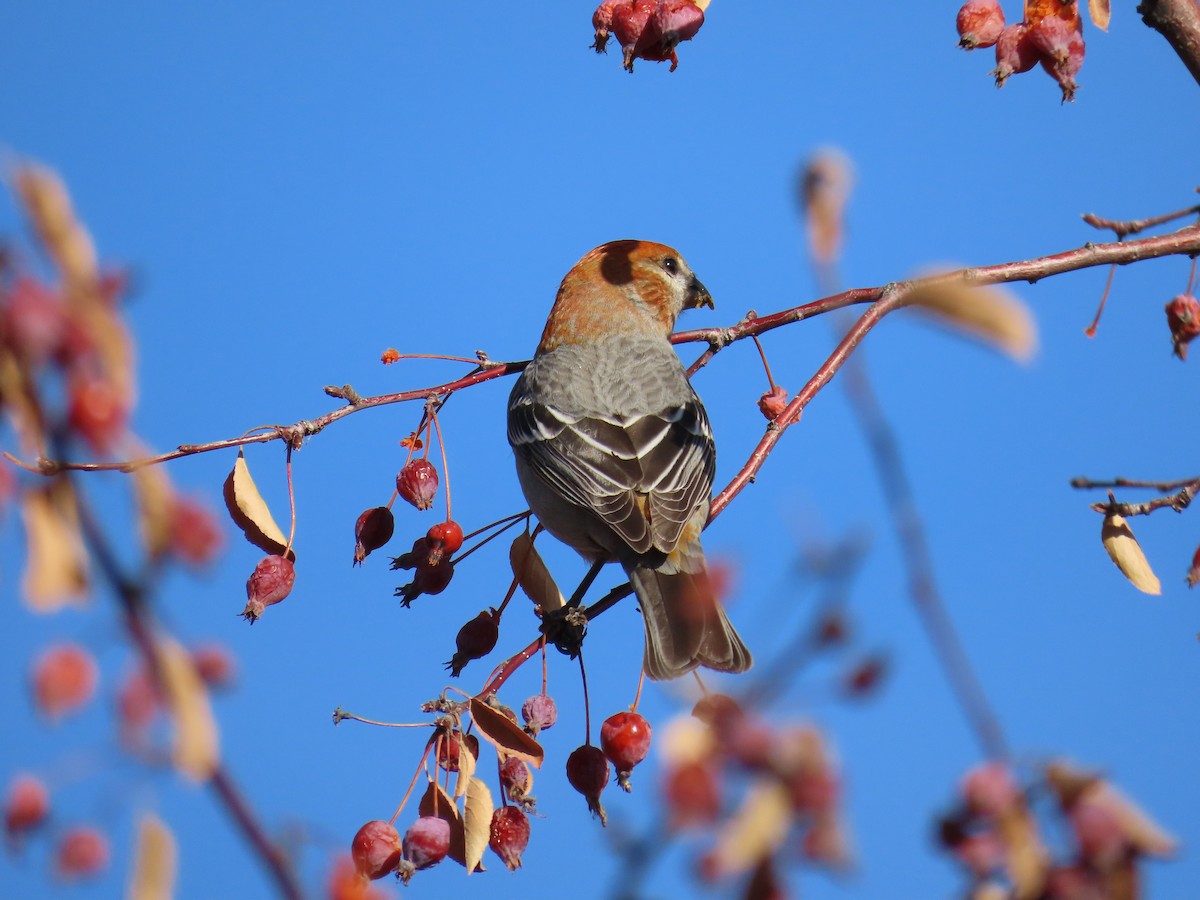 Pine Grosbeak - ML613059473