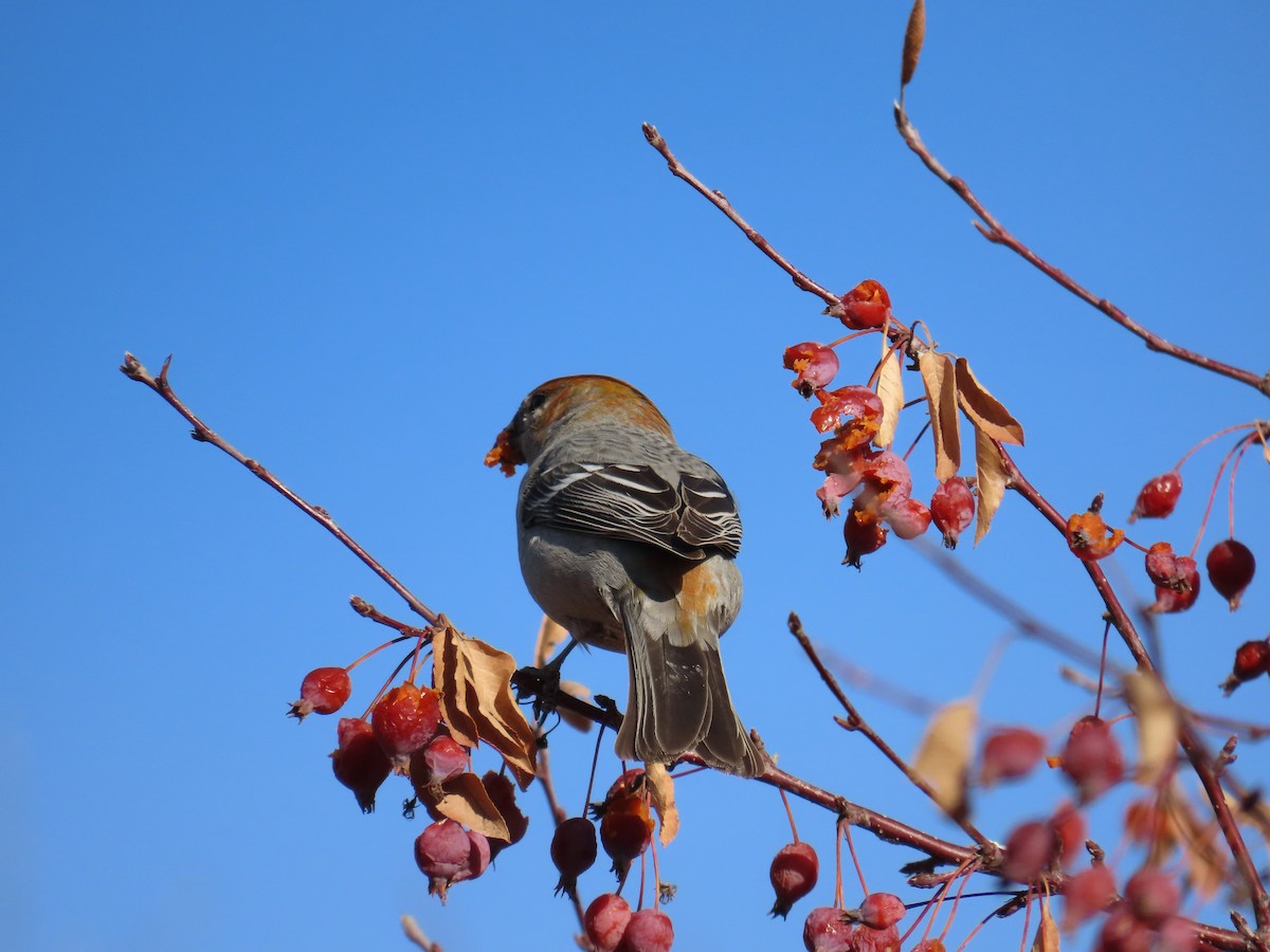 Pine Grosbeak - ML613059474
