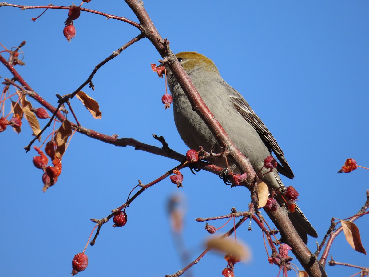 Pine Grosbeak - ML613059475