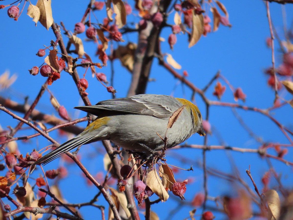 Pine Grosbeak - ML613059476