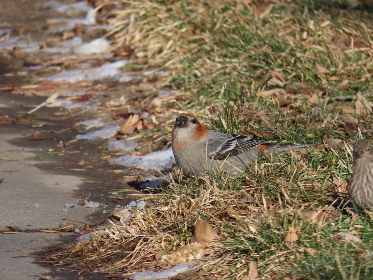 Pine Grosbeak - ML613059480