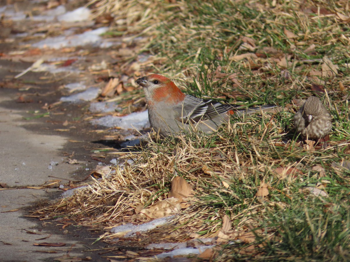 Pine Grosbeak - ML613059481