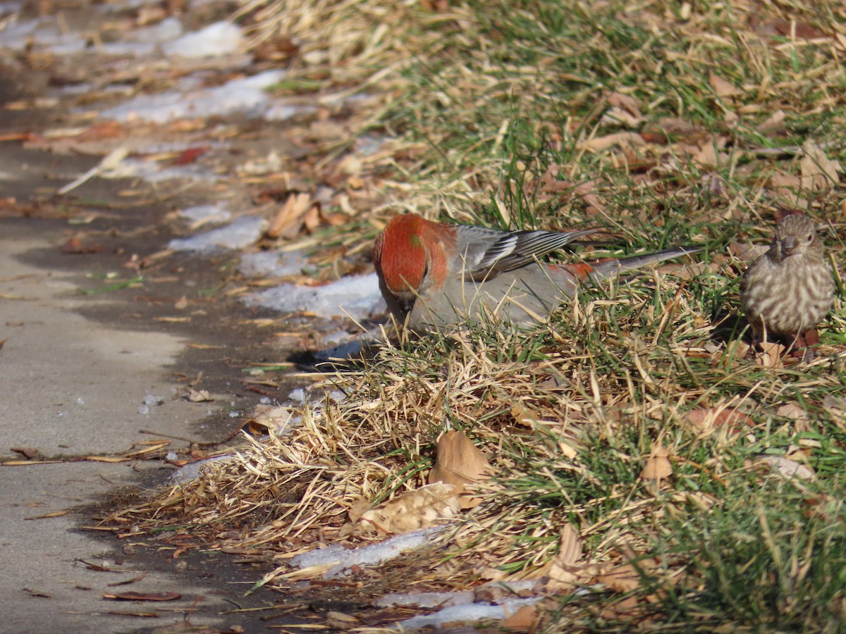 Pine Grosbeak - ML613059482