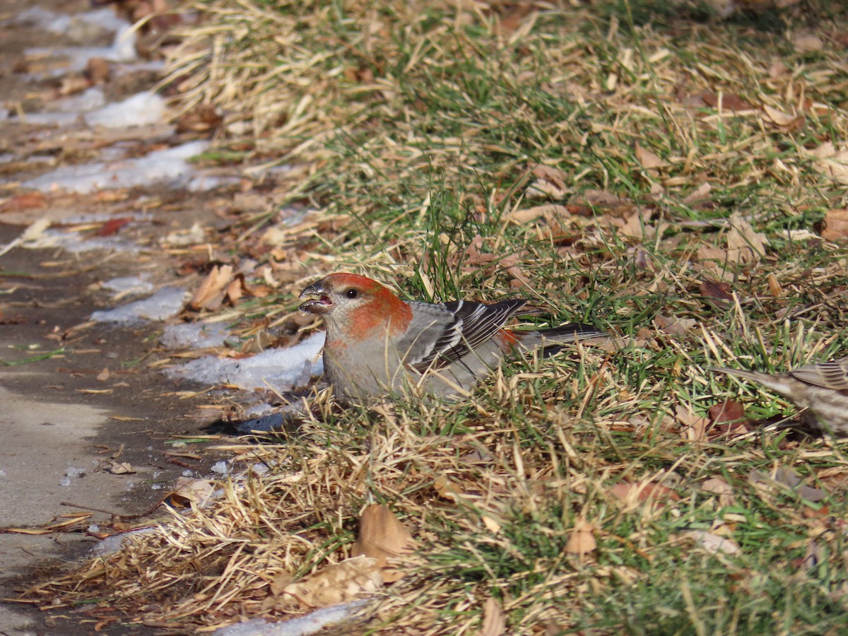 Pine Grosbeak - ML613059483