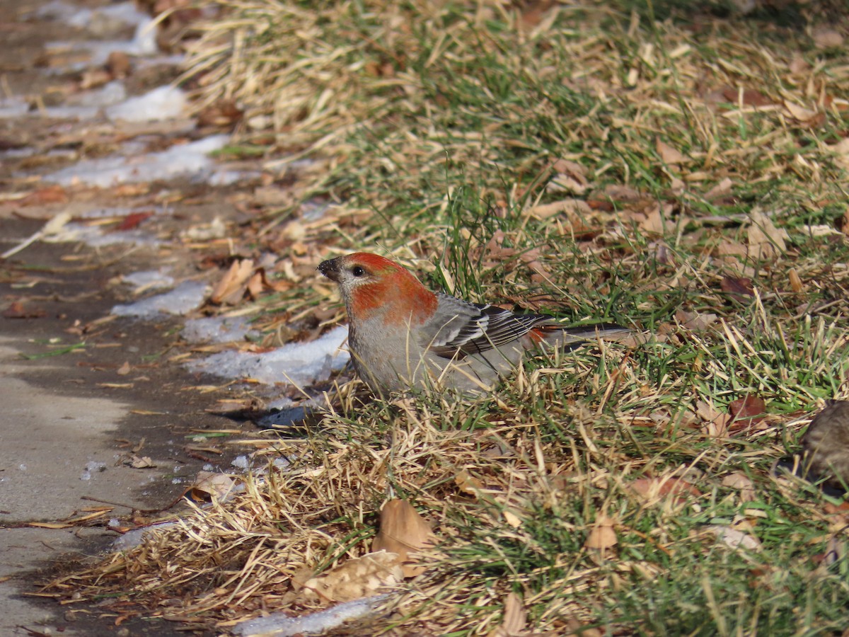 Pine Grosbeak - ML613059484