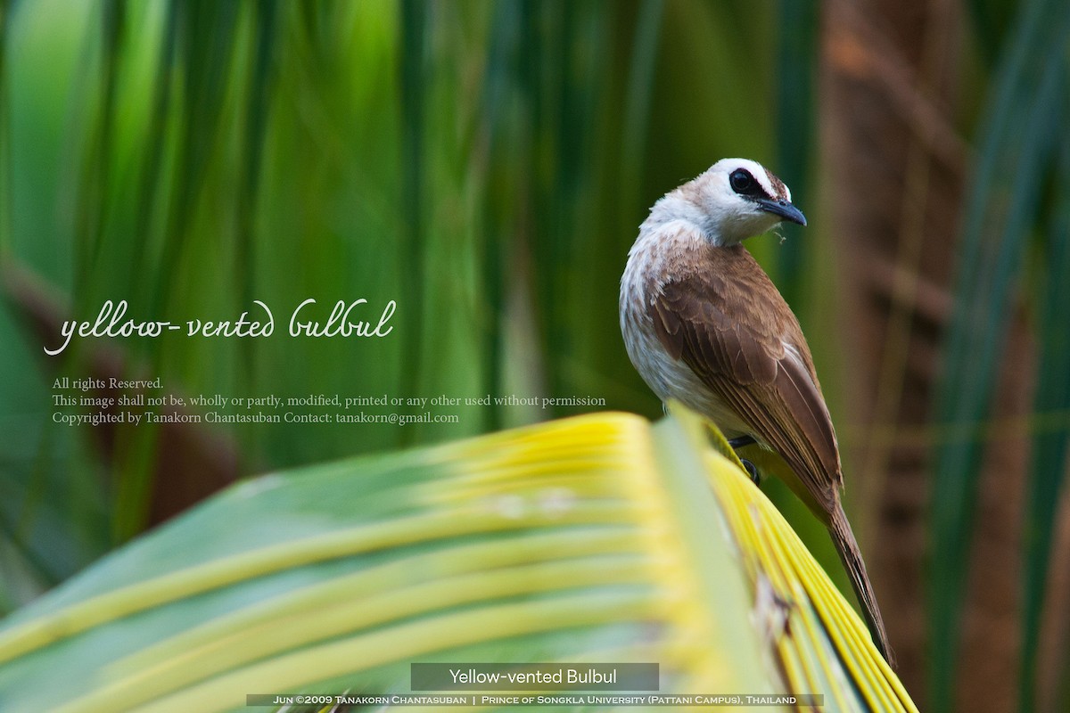 Yellow-vented Bulbul (Sunda) - ML613059506
