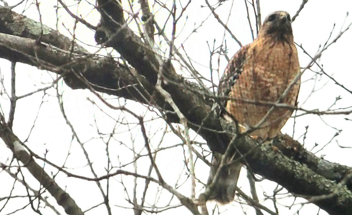 Red-shouldered Hawk - ML613059507