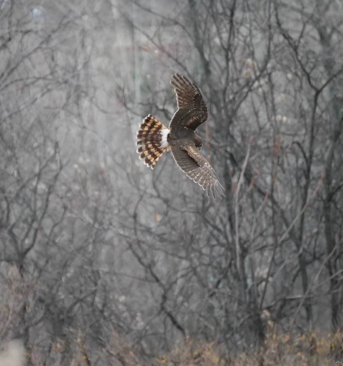 Northern Harrier - ML613059516