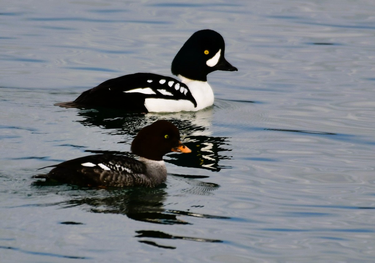 Barrow's Goldeneye - ML613059525