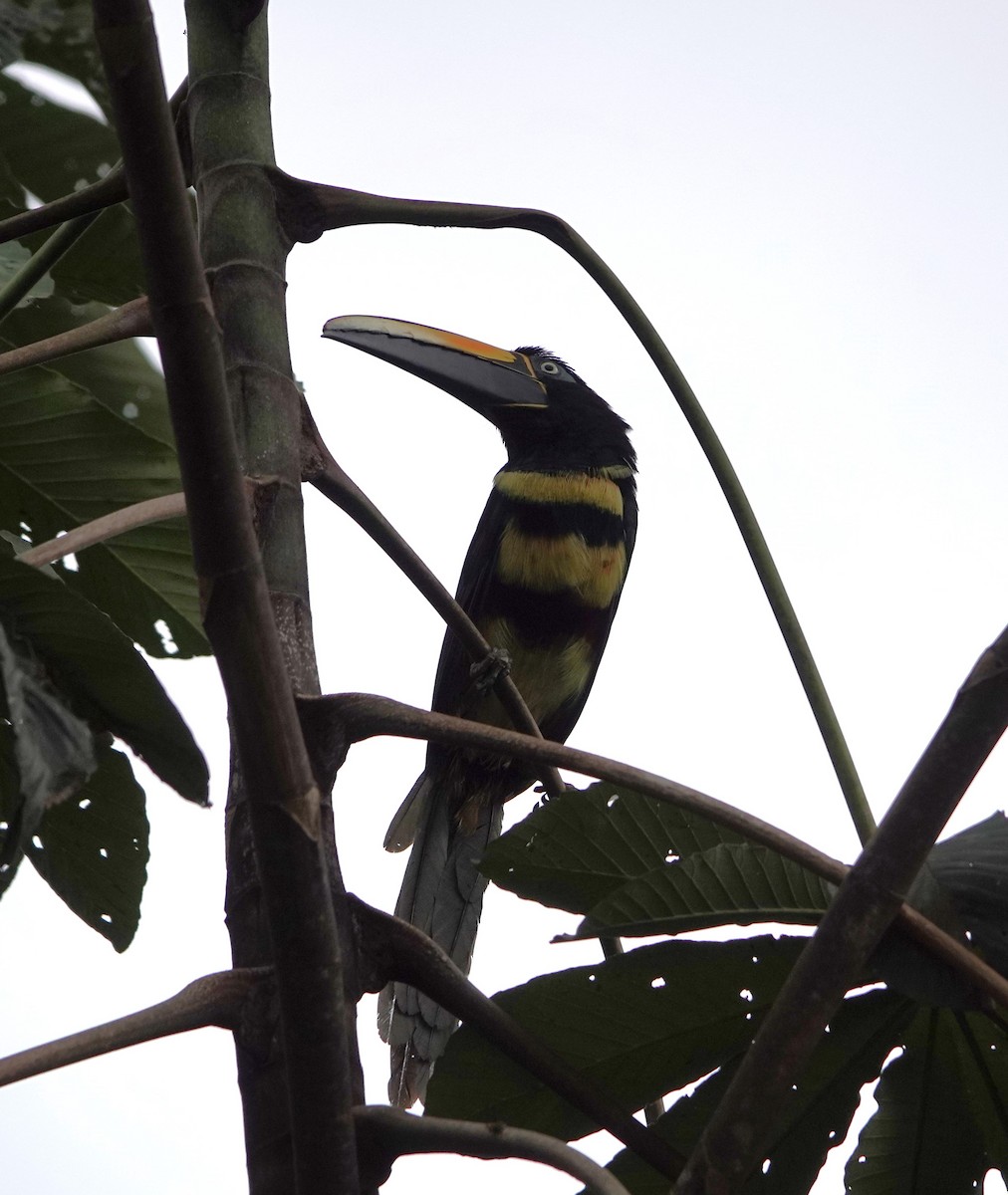 Many-banded Aracari - ML613059545