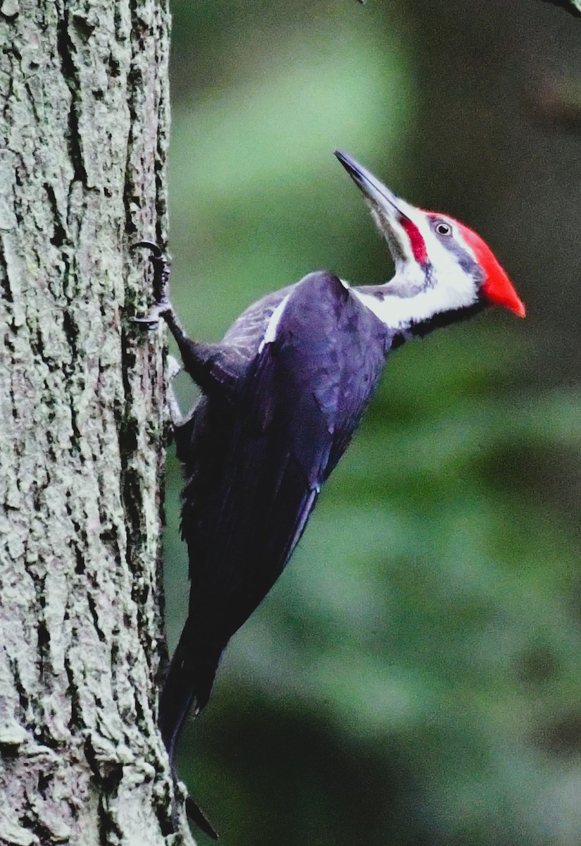 Pileated Woodpecker - Sia McGown