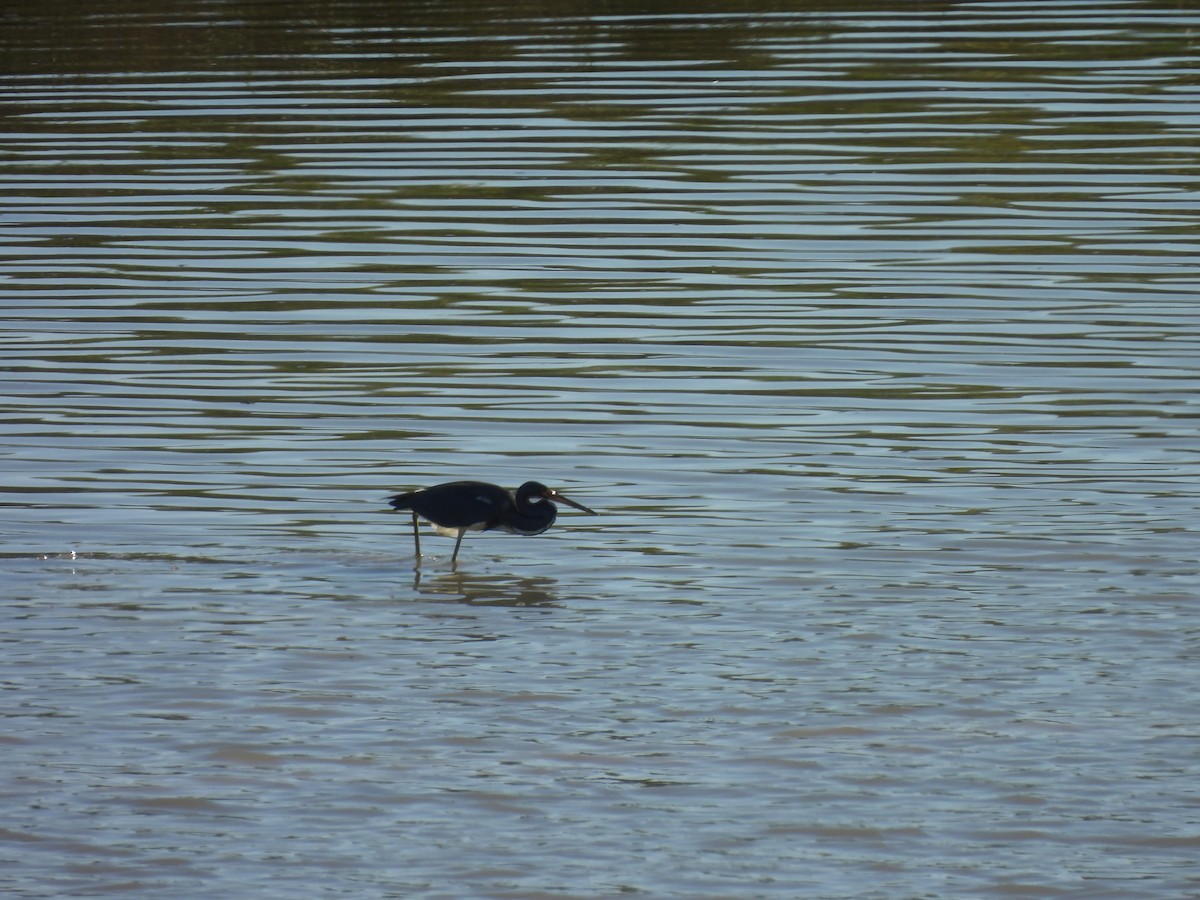 Tricolored Heron - ML613059638