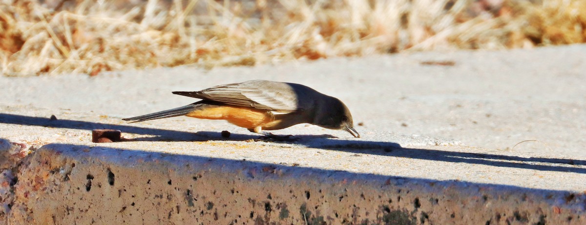 Say's Phoebe - ML613059655