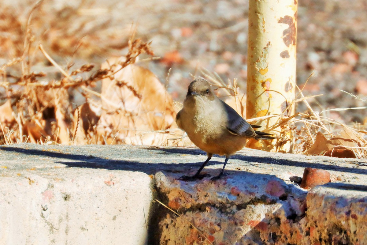 Say's Phoebe - ML613059656