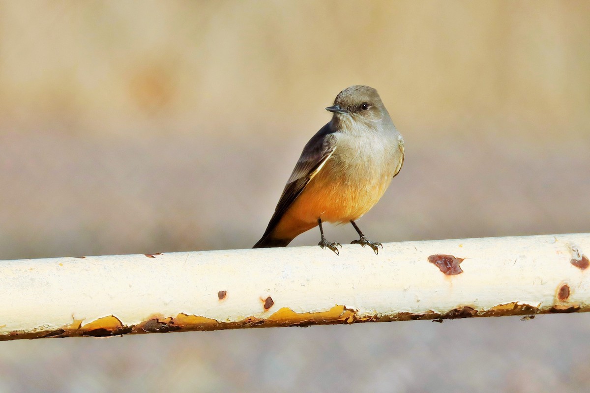 Say's Phoebe - ML613059657