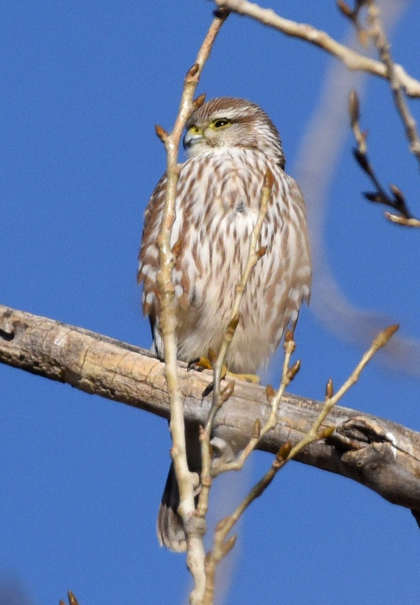 Merlin (Prairie) - ML613059667