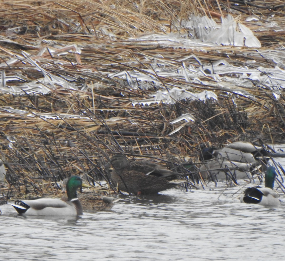 Mallard x American Black Duck (hybrid) - ML613059739