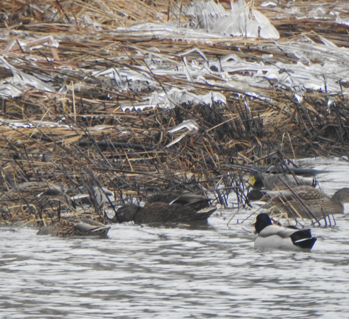 Mallard x American Black Duck (hybrid) - ML613059740