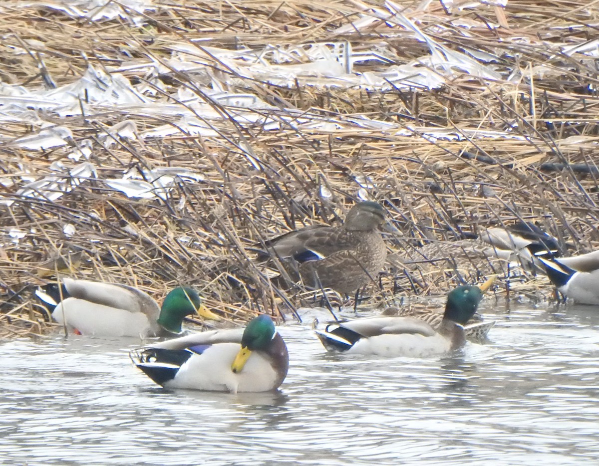 Mallard x American Black Duck (hybrid) - ML613059741