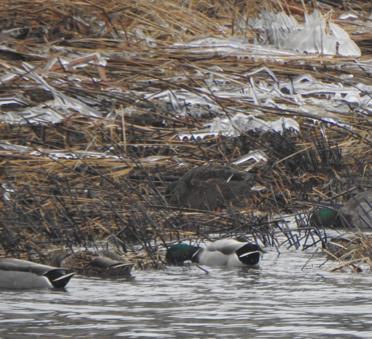 Mallard x American Black Duck (hybrid) - ML613059742